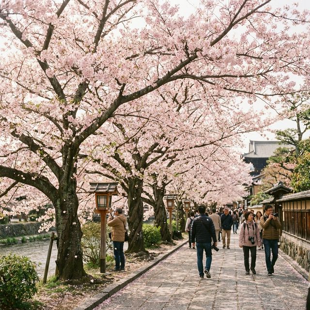 Cherry Blossom Tour