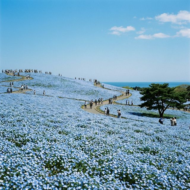 Hitachi Seaside Tour