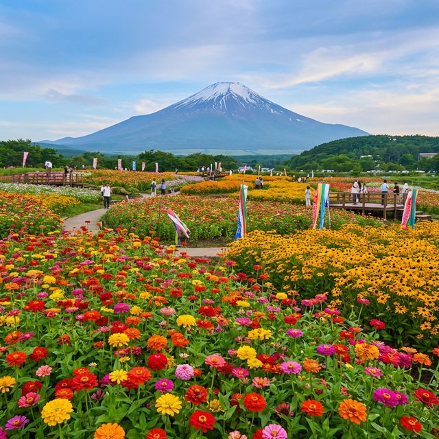 Colorful zinnia and kochia fields at Mt Fuji Rainbow Flower Festival