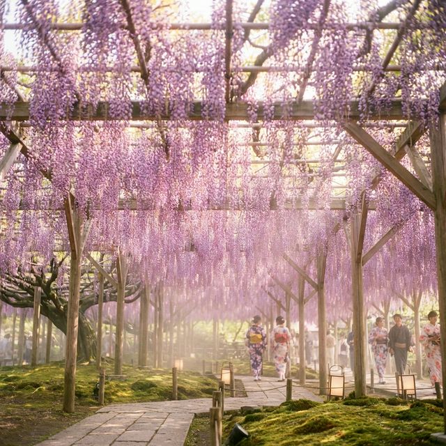 Ashikaga Wisteria Tour