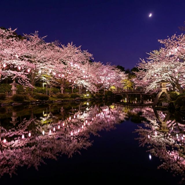 Illuminated cherry blossoms at night yozakura viewing spot