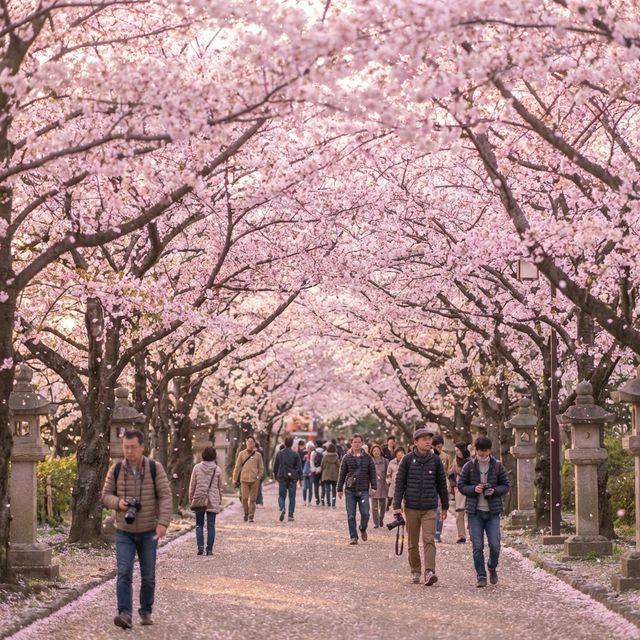Walking through tunnel of cherry blossom trees in full bloom