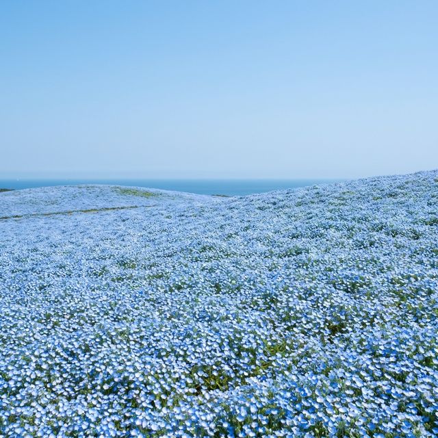 Vast field of blue nemophila flowers at Hitachi Seaside Park
