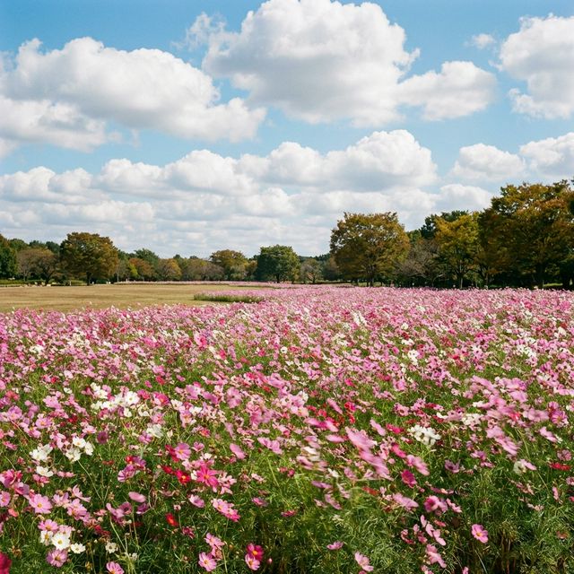 Pink cosmos flower field in autumn at Showa Kinen Park