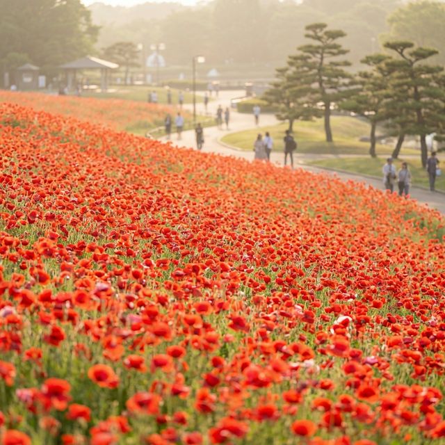Red poppy flower meadow at Showa Kinen Park spring festival