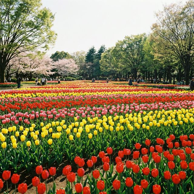 Colorful tulip fields in full bloom at Showa Kinen Park Tokyo