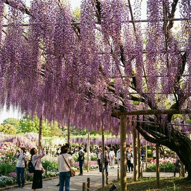 Ancient Great Wisteria tree with hanging purple blossoms at Ashikaga Flower Park