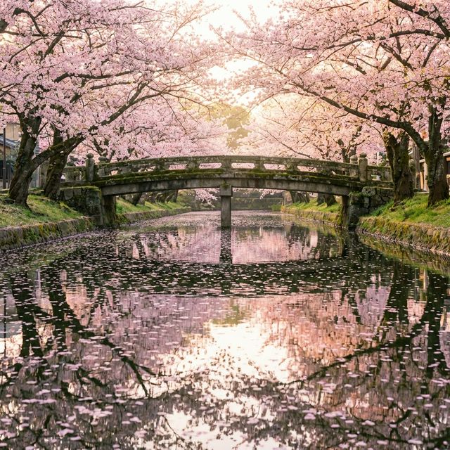 Cherry blossoms along Meguro River Tokyo spring private tour