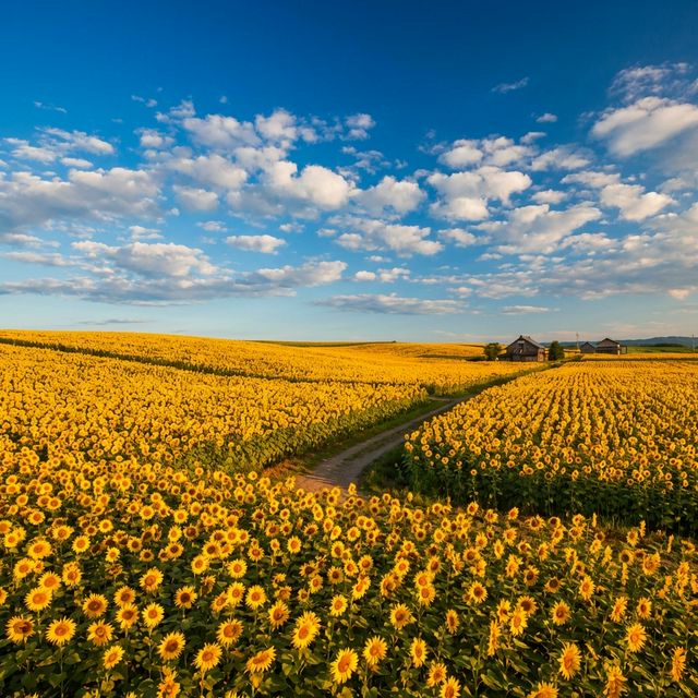 Bright yellow sunflower fields during Japan summer flower tour