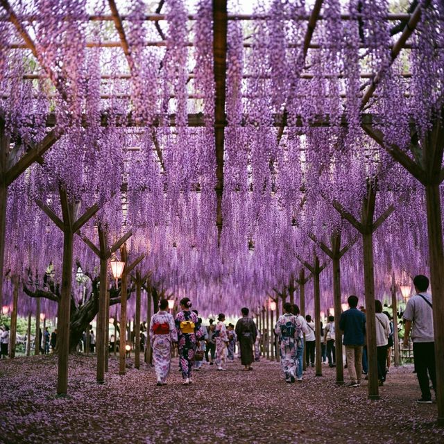 Walking through purple wisteria tunnel at Ashikaga Flower Park